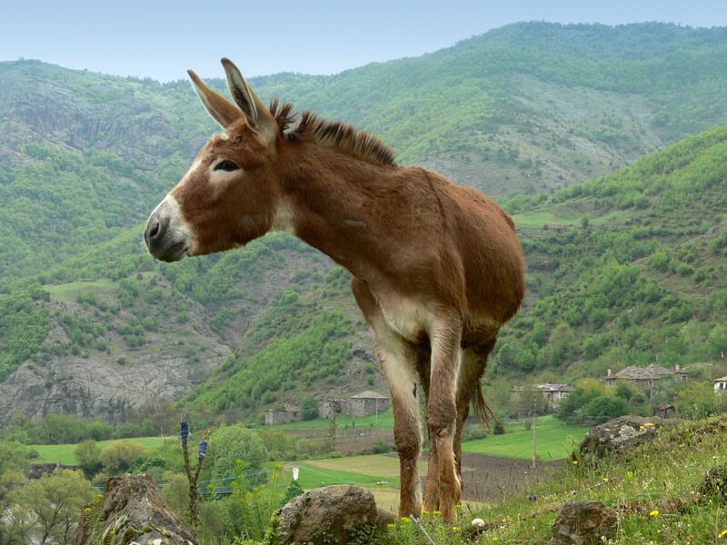 Un âne en Ardennes